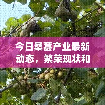 今日桑葚产业最新动态，繁荣现状和未来展望