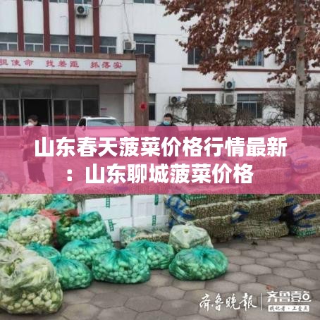 山东春天菠菜价格行情最新：山东聊城菠菜价格 
