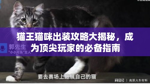 猫王猫咪出装攻略大揭秘，成为顶尖玩家的必备指南