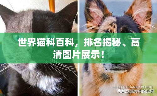 世界猫科百科，排名揭秘、高清图片展示！