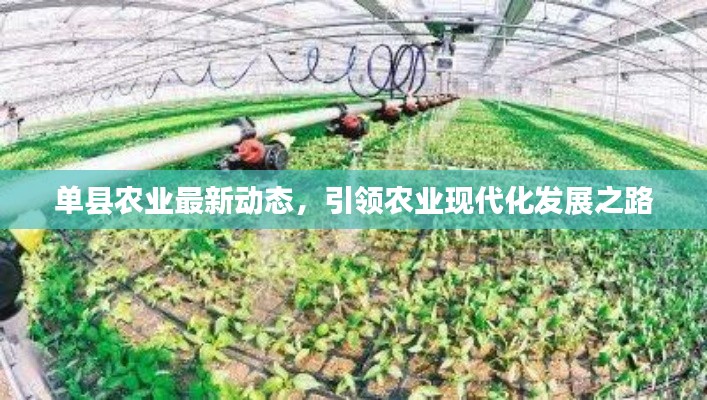 单县农业最新动态，引领农业现代化发展之路