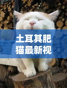 土耳其肥猫最新视频大全：土耳其猫猫 
