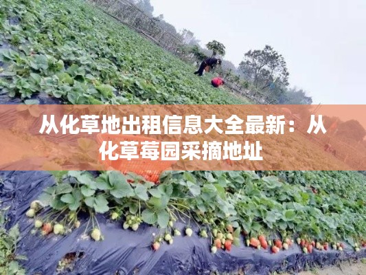 从化草地出租信息大全最新：从化草莓园采摘地址 