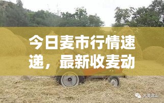 今日麦市行情速递，最新收麦动态一网打尽