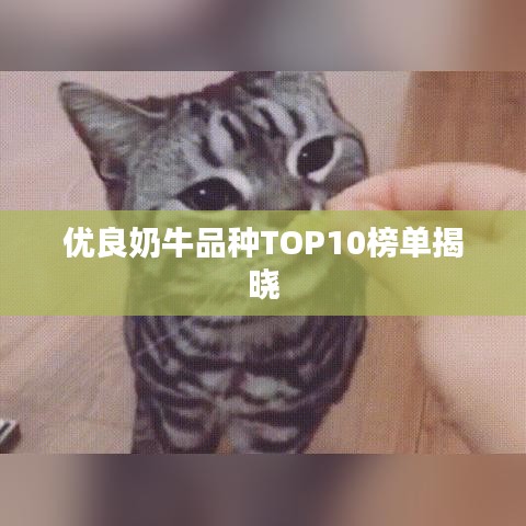 优良奶牛品种TOP10榜单揭晓