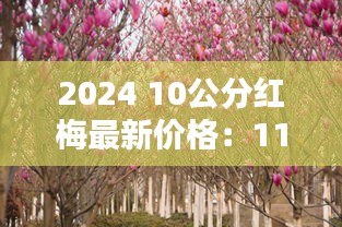 2024 10公分红梅最新价格：11公分红梅花价格 