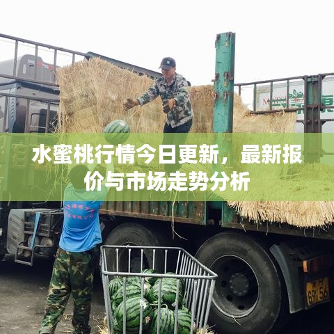 水蜜桃行情今日更新，最新报价与市场走势分析