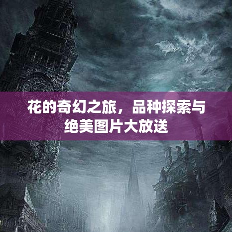 花的奇幻之旅，品种探索与绝美图片大放送