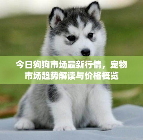 今日狗狗市场最新行情，宠物市场趋势解读与价格概览