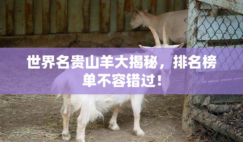 世界名贵山羊大揭秘，排名榜单不容错过！