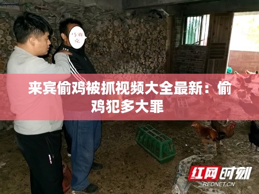 来宾偷鸡被抓视频大全最新：偷鸡犯多大罪 