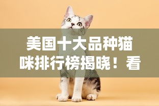 美国十大品种猫咪排行榜揭晓！看哪些猫咪最受欢迎！