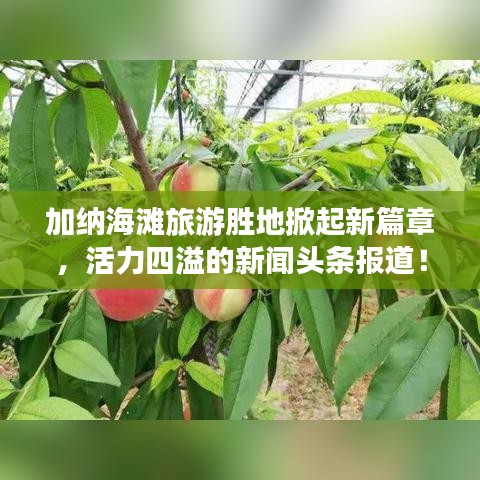 加纳海滩旅游胜地掀起新篇章，活力四溢的新闻头条报道！
