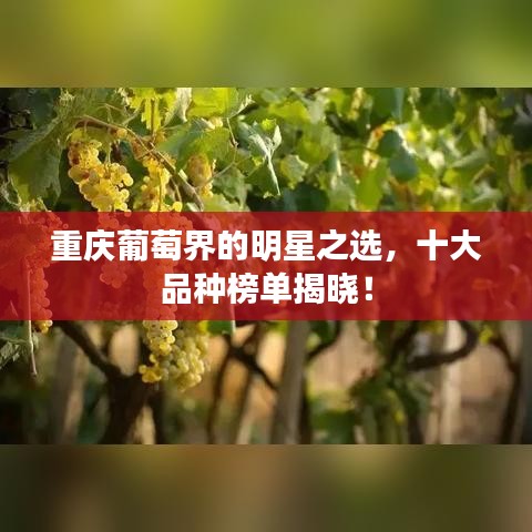 重庆葡萄界的明星之选，十大品种榜单揭晓！