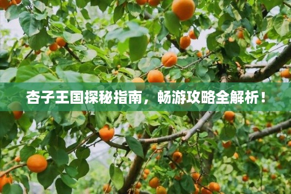杏子王国探秘指南，畅游攻略全解析！
