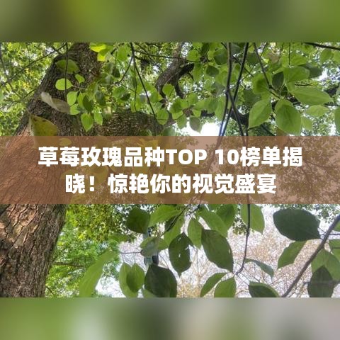 草莓玫瑰品种TOP 10榜单揭晓！惊艳你的视觉盛宴