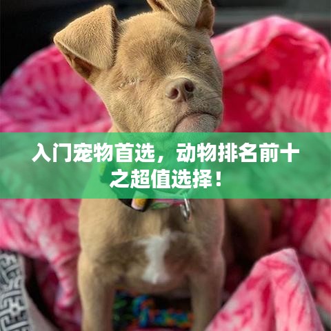 入门宠物首选，动物排名前十之超值选择！