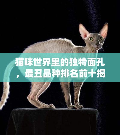 猫咪世界里的独特面孔，最丑品种排名前十揭晓！