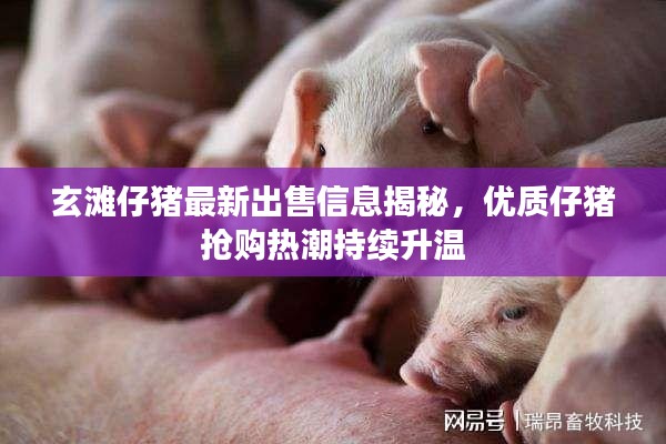玄滩仔猪最新出售信息揭秘，优质仔猪抢购热潮持续升温