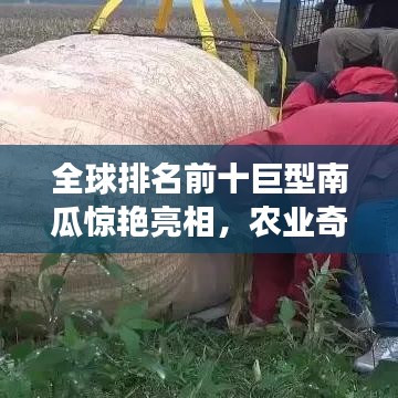 全球排名前十巨型南瓜惊艳亮相，农业奇迹下的震撼图片展示！