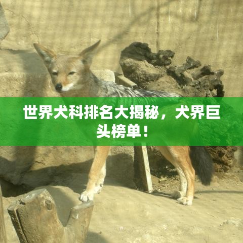 世界犬科排名大揭秘，犬界巨头榜单！