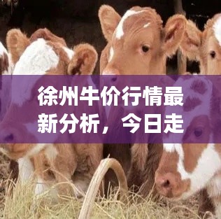 徐州牛价行情最新分析，今日走势及未来展望