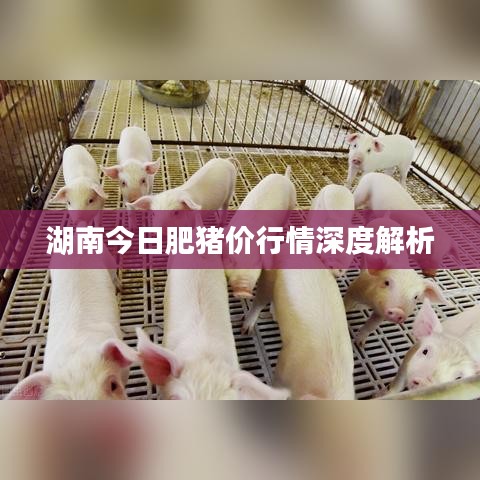 湖南今日肥猪价行情深度解析