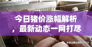 今日猪价涨幅解析，最新动态一网打尽！