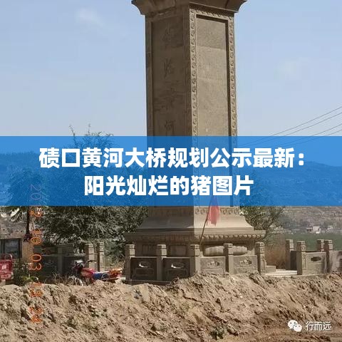 碛口黄河大桥规划公示最新：阳光灿烂的猪图片 