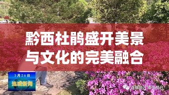 黔西杜鹃盛开美景与文化的完美融合新闻头条