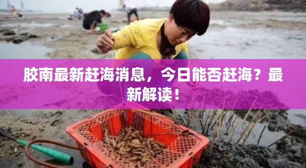 胶南最新赶海消息，今日能否赶海？最新解读！