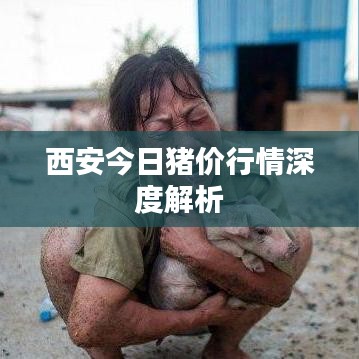 西安今日猪价行情深度解析