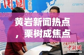 黄岩新闻热点，栗树成焦点，引发关注热议