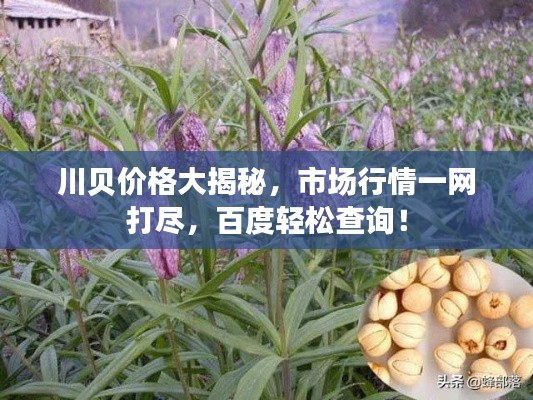 川贝价格大揭秘，市场行情一网打尽，百度轻松查询！