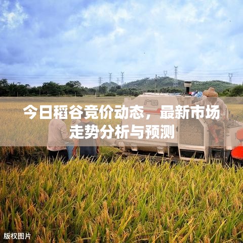 今日稻谷竞价动态，最新市场走势分析与预测