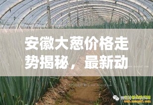 安徽大葱价格走势揭秘，最新动态与预测分析