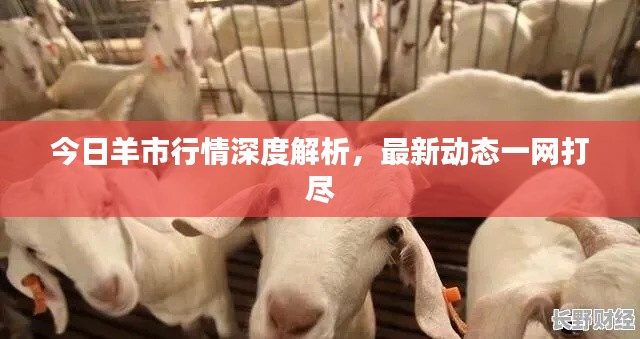 今日羊市行情深度解析，最新动态一网打尽