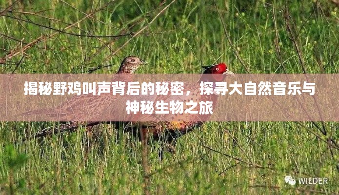 揭秘野鸡叫声背后的秘密，探寻大自然音乐与神秘生物之旅