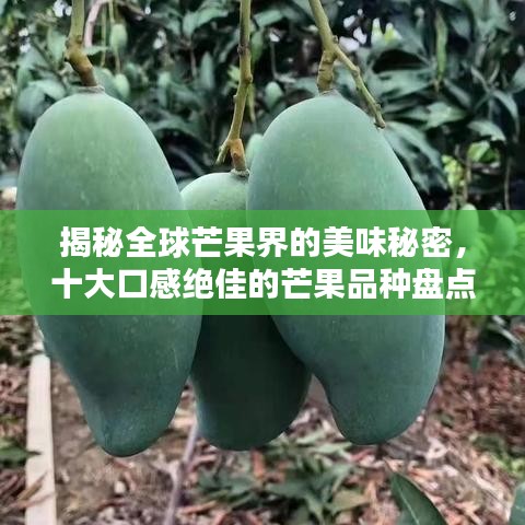 揭秘全球芒果界的美味秘密，十大口感绝佳的芒果品种盘点！