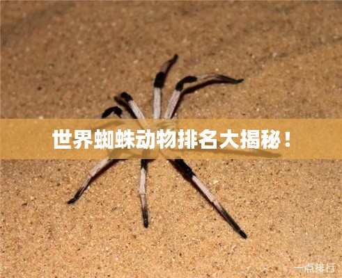 世界蜘蛛动物排名大揭秘！