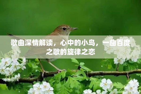 歌曲深情解读，心中的小鸟，一曲百度之歌的旋律之恋