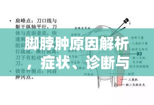 脚脖肿原因解析，症状、诊断与治疗方法（百度收录标准）