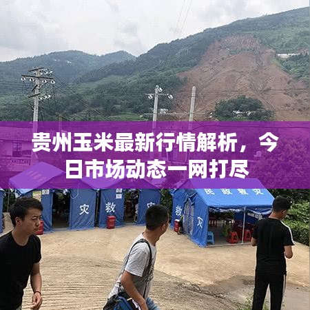 贵州玉米最新行情解析，今日市场动态一网打尽