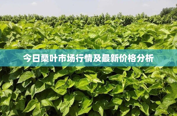 今日桑叶市场行情及最新价格分析