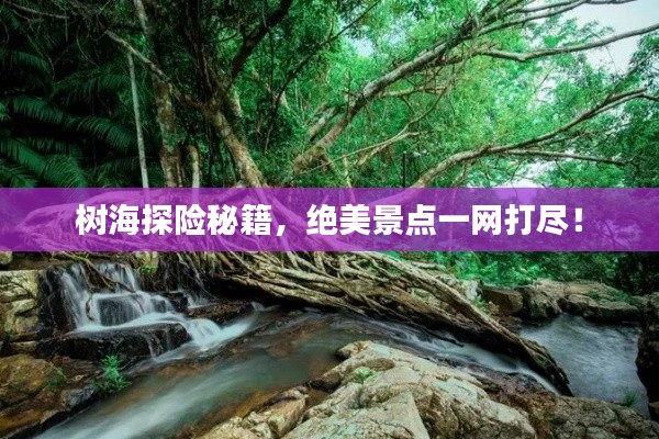 树海探险秘籍，绝美景点一网打尽！