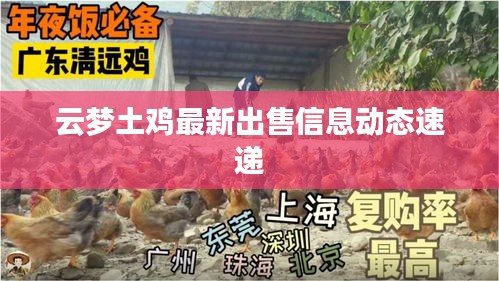 云梦土鸡最新出售信息动态速递