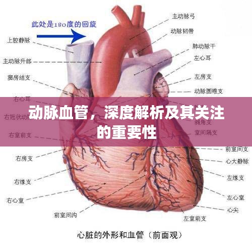 动脉血管，深度解析及其关注的重要性