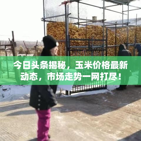 今日头条揭秘，玉米价格最新动态，市场走势一网打尽！