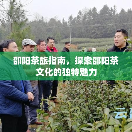 邵阳茶旅指南，探索邵阳茶文化的独特魅力
