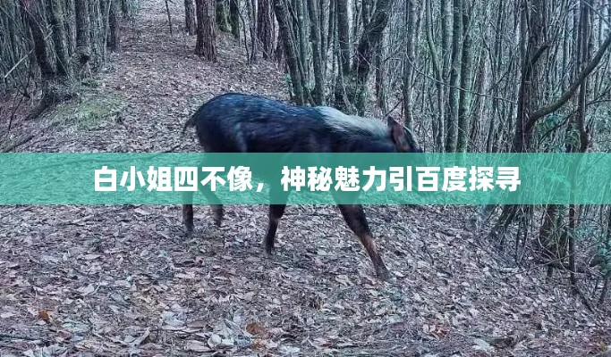白小姐四不像，神秘魅力引百度探寻